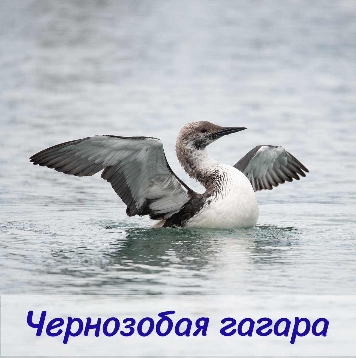 Крылья над прибоем! Сегодня отмечается Всемирный день морских птиц.