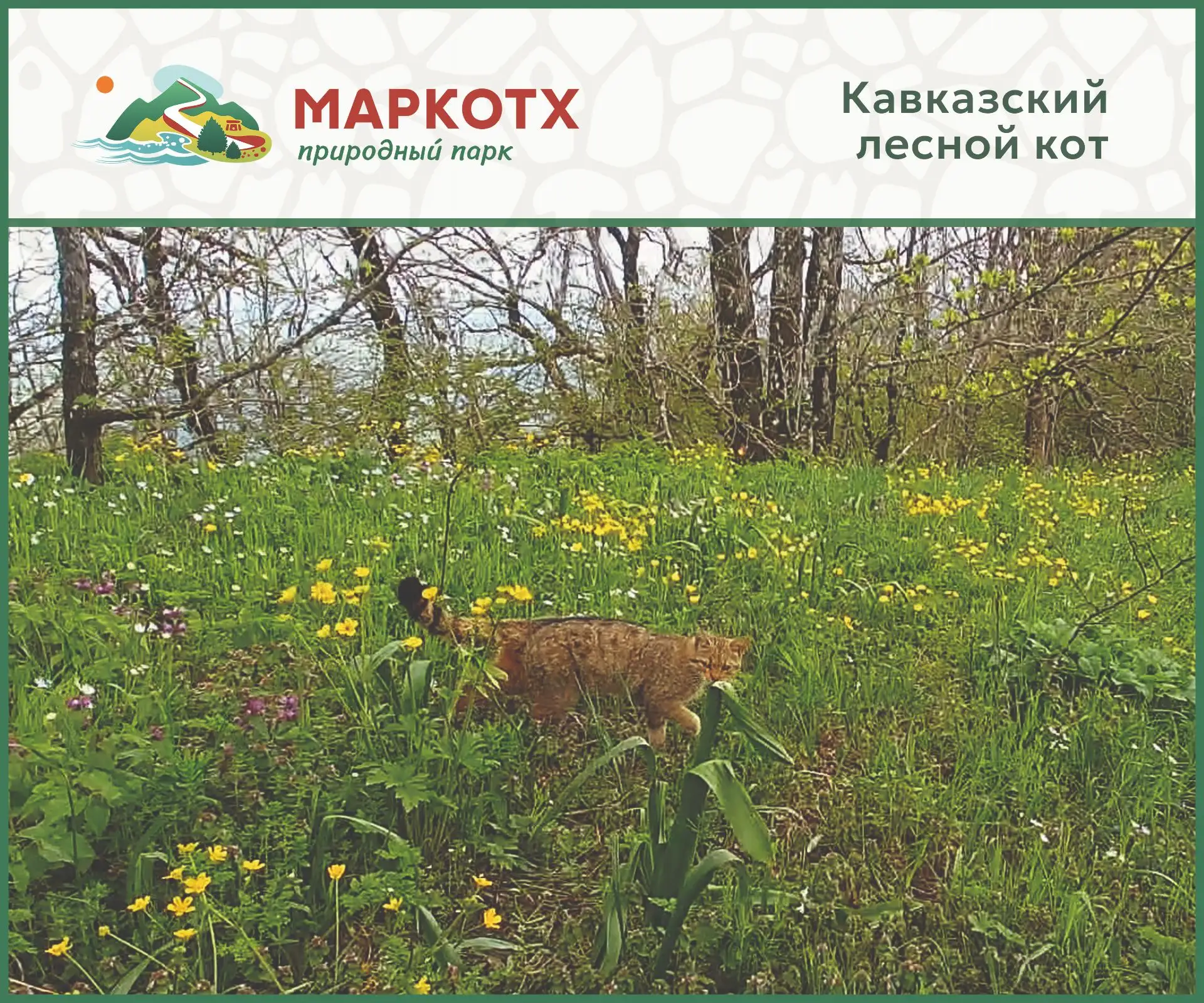 Кошки, которые гуляют сами по себе.