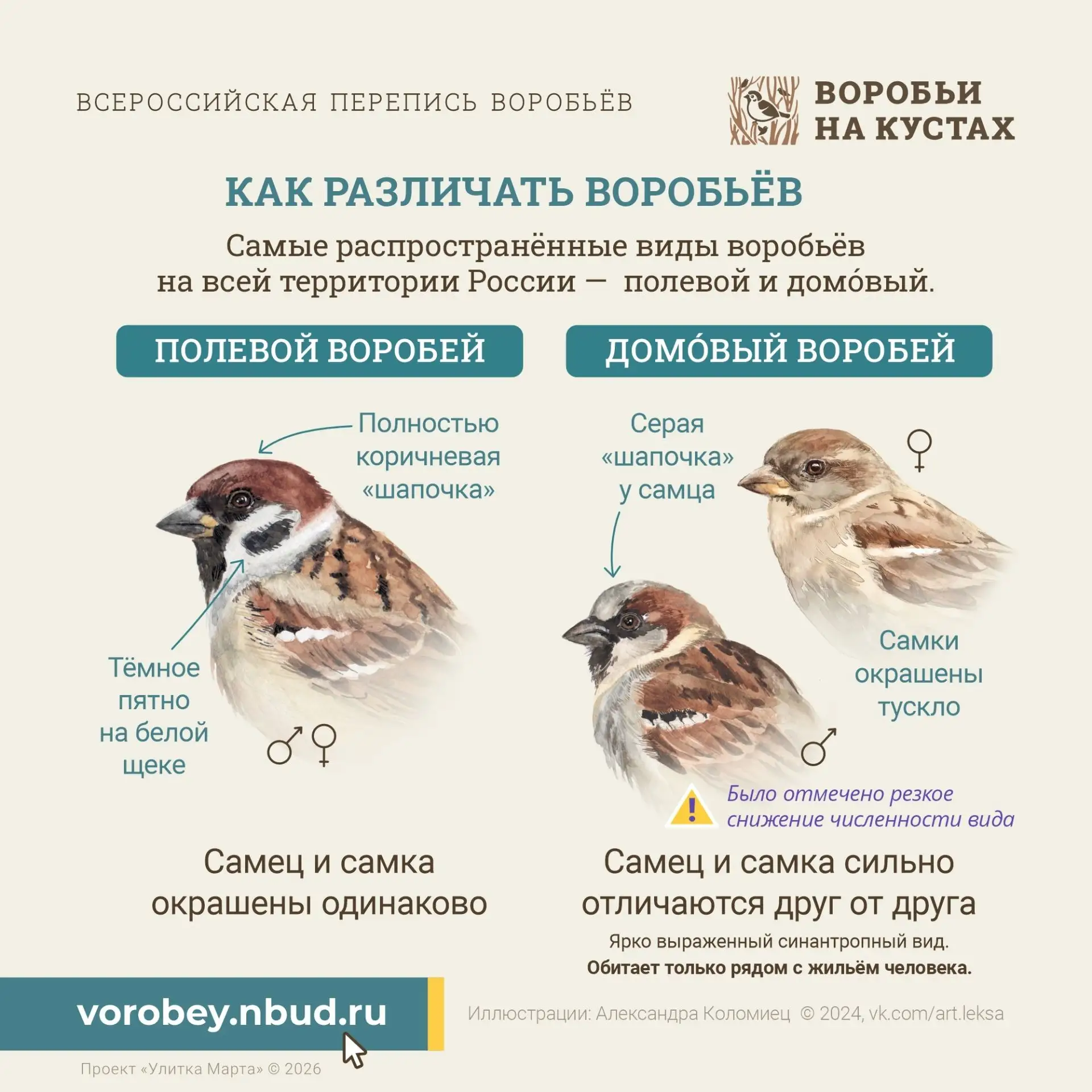 Присоединяйтесь к Всероссийской переписи воробьёв!