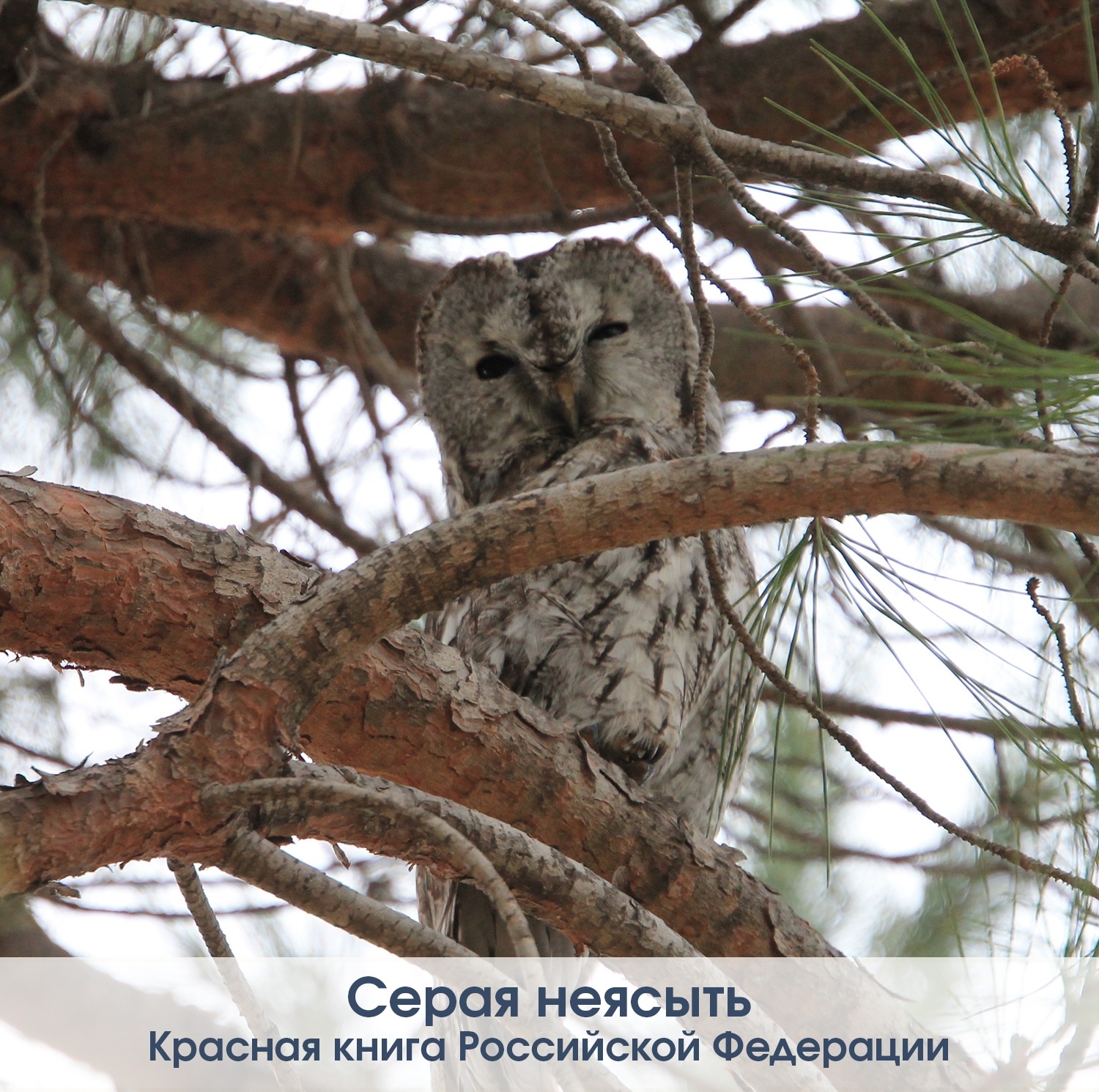 Красота дикой природы