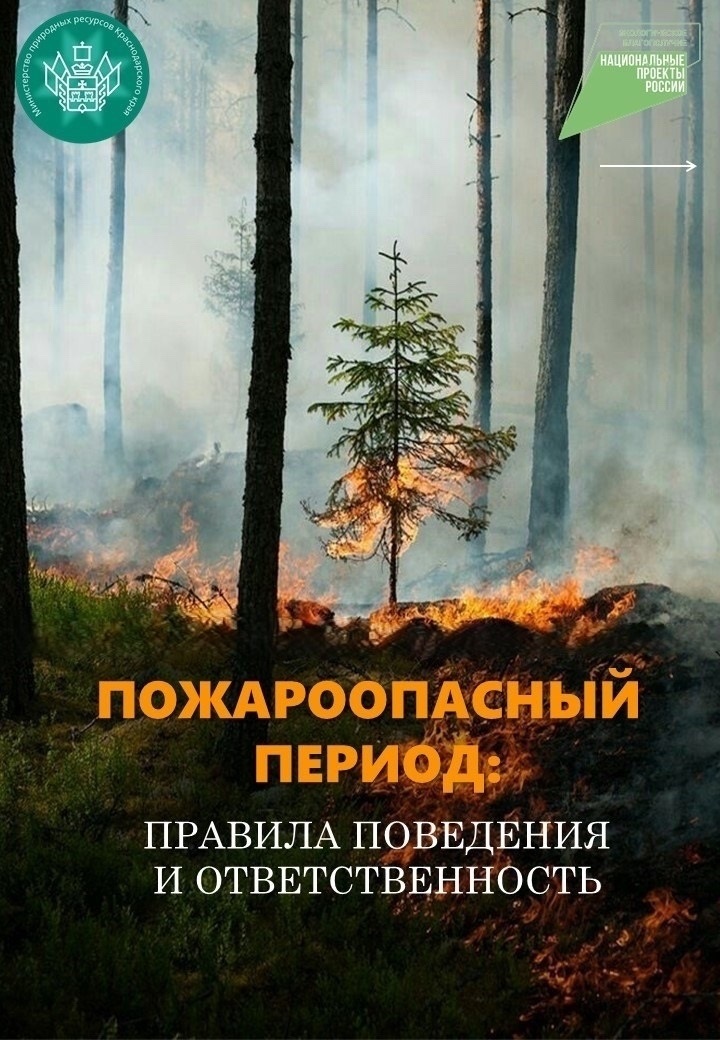 Правила поведения и ответственность в лесах❗️