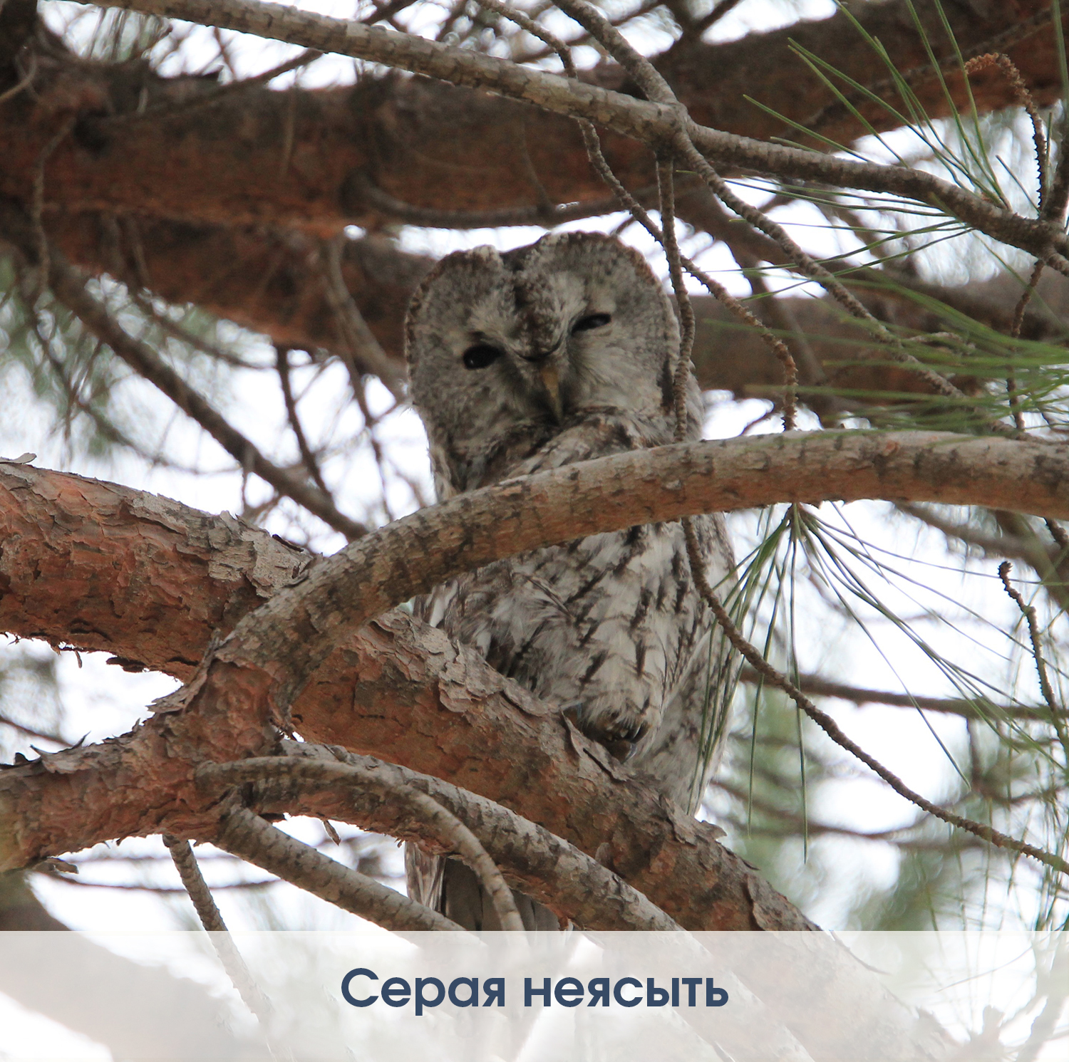 Красота дикой природы