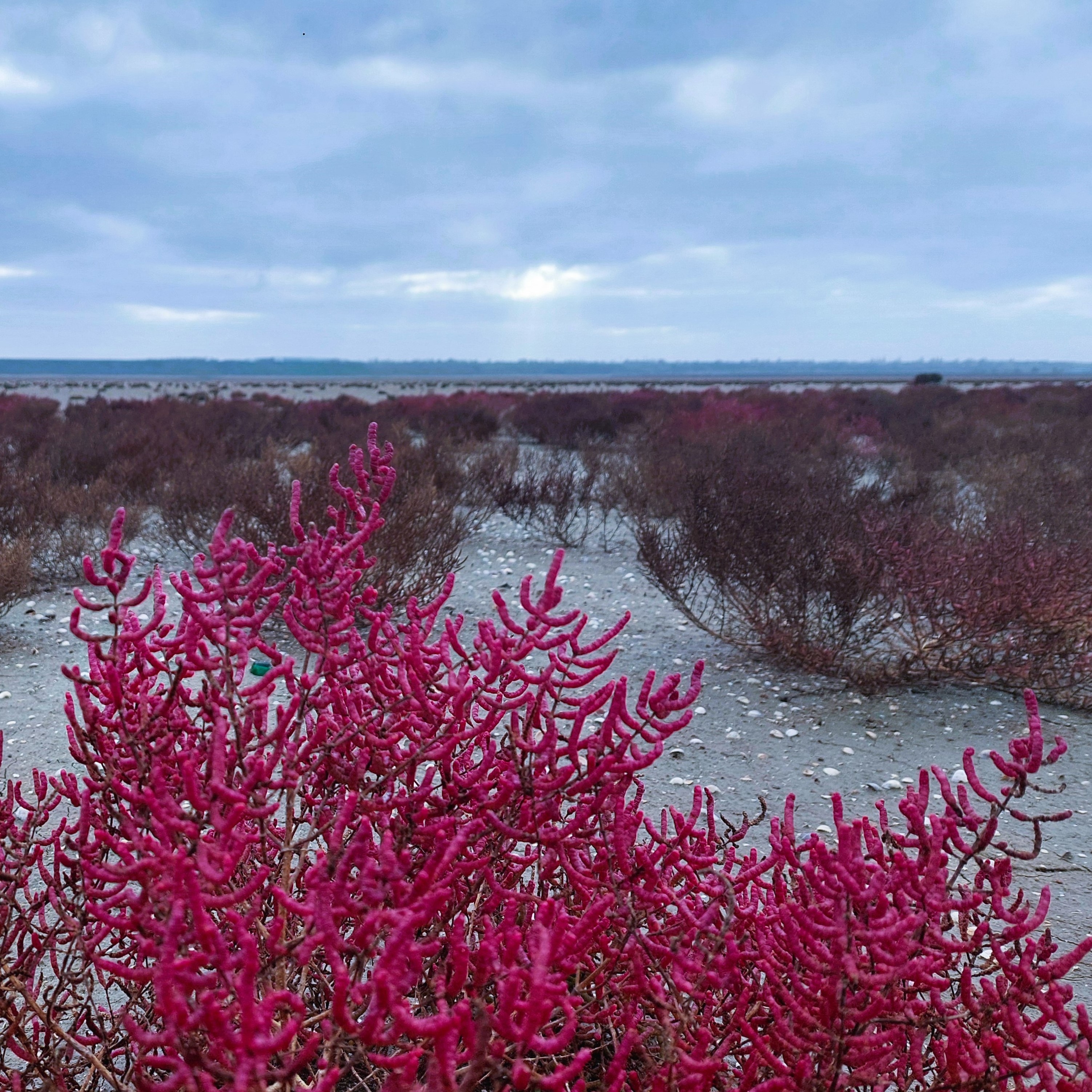 Пятьдесят оттенков серого и один пурпурный