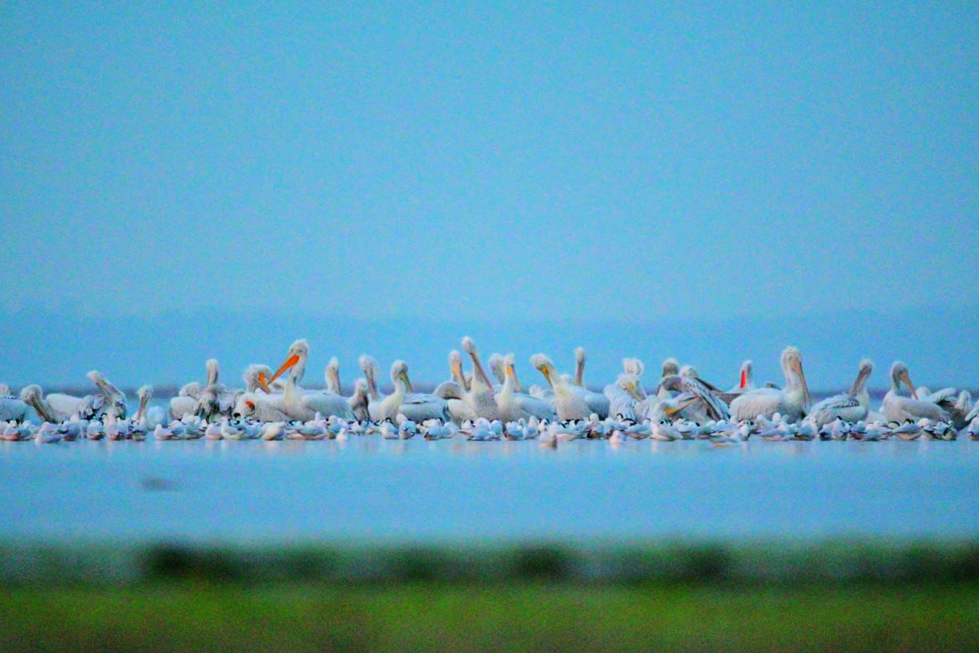 Пеликан – это раз! Шилоклювка – это два! Кроншнеп – это три!