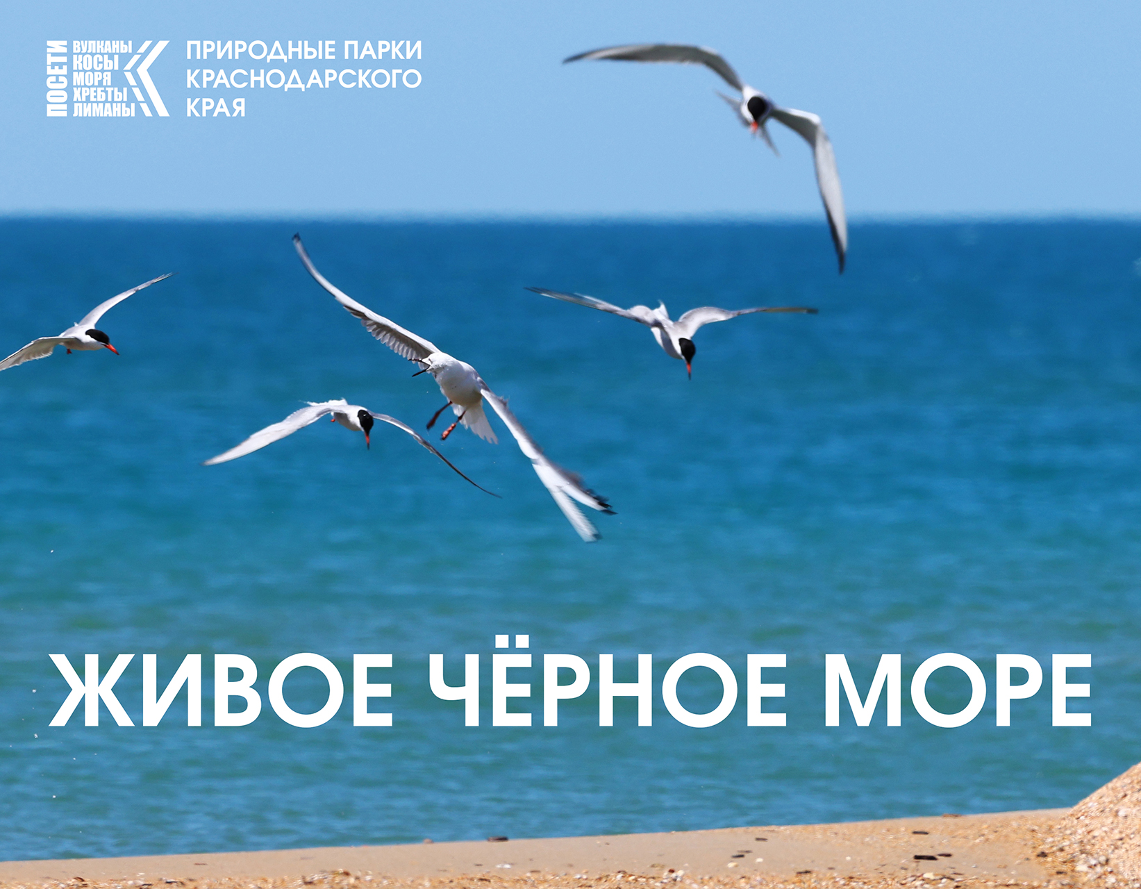 Чёрное море, живи!